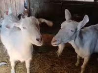 Koza, Saanen goat — fotografija 2