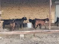 بکری, بکریاں — تصویر 6