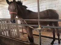 Klisna, Thoroughbred horse — foto 1