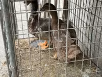 Ducks — รูปภาพ 2