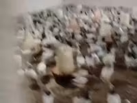 Chickens — عکس 4