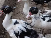 Ducks — foto 1