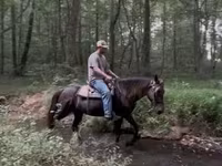 Cal, Rocky Mountain Horse — foto 2