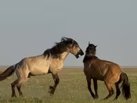 Cavallo, Bashkir horse — foto 3