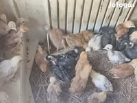 Chickens — foto 3