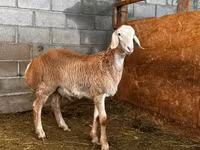 Widder, Rhon sheep — Foto 3