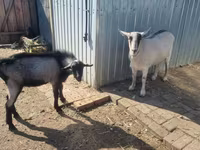 Nőstény kecske, Alpine goat — 1. fotó
