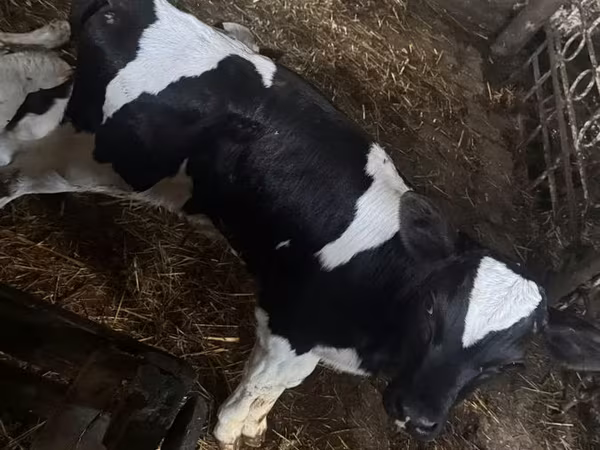 गाय, मवेशी — मॉल्डोवा