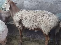 میش, گوسفند — عکس 1