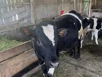 Cow, Russian Black pied cattle — photo 1