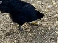 Chickens — عکس 3