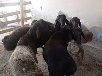 Kambing jantan, Sheep — foto 2