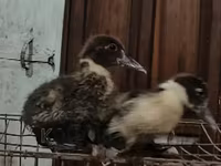 Ducks — foto 2