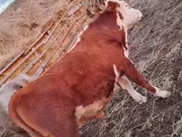 황소, Simmental cattle — 사진 5