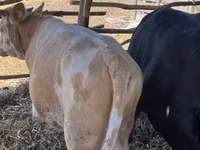 Bulle, Simmental cattle — Foto 2
