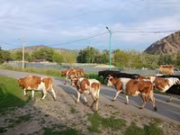 Mucca, Simmental cattle — foto 2
