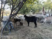 Buk, Murcia-Granada goats — foto 1