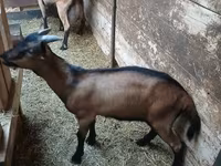 แพะตัวผู้, Alpine goat — รูปภาพ 6