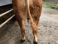 Bull, Limousin cow — photo 2