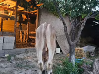 Lembu jantan, Cattle — foto 1
