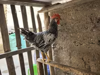 Chickens — عکس 1