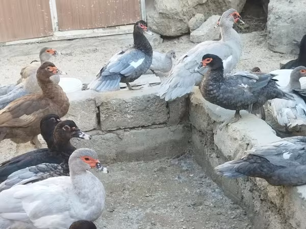 مسکوی خانگی