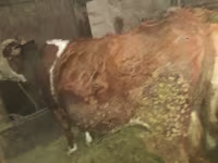 گاو ماده, Simmental cattle — عکس 4