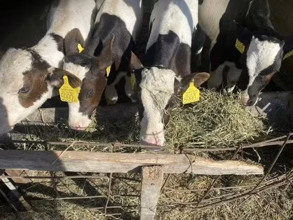 Buğa, Simmental cattle