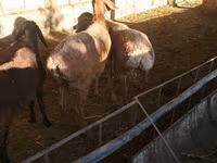 میش, Karakul sheep — عکس 3