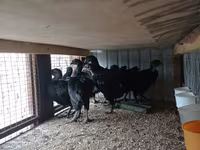Ayam Cemani — foto 4