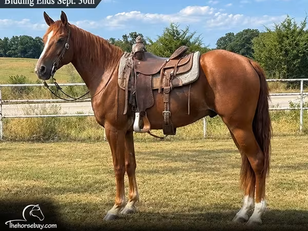 수말, Missouri foxtrotter