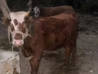 Krava, Simmental cattle — fotografija 1