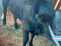 Dibi, Cattle — sawirka 2