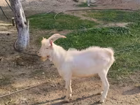 Kambing jantan, Saanen goat — foto 1