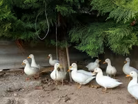 Ducks — 사진 5