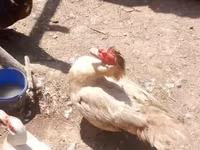 Geese — عکس 5