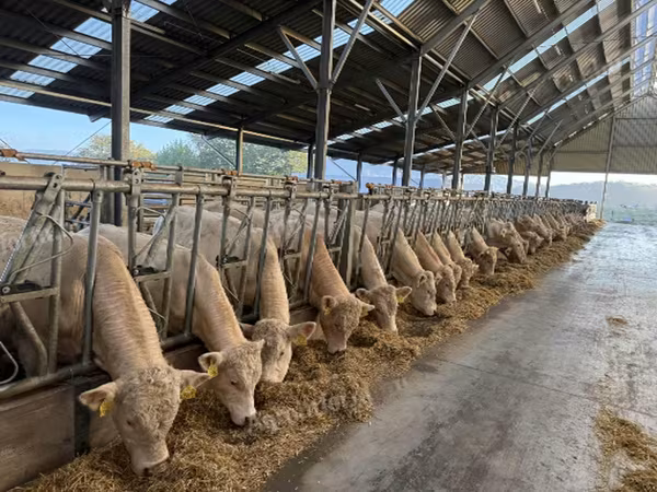 Byk, Charolais cattle