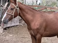 مادیان, Friesian sport horse — عکس 1