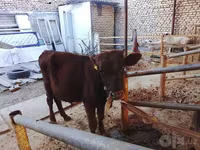 Stier, Runderen — foto 2