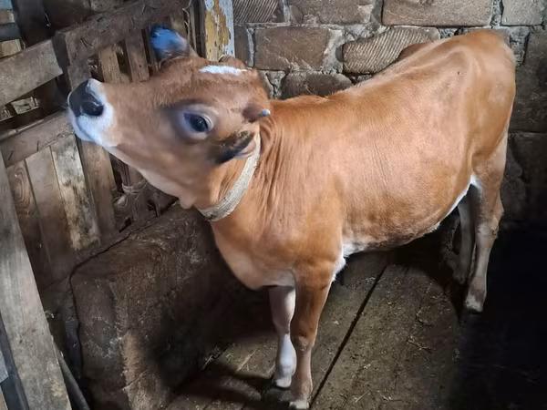 Lembu betina, Cattle