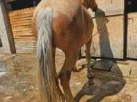 Kuda betina, Horses — foto 8