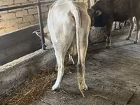 گاو ماده, Simmental cattle — عکس 1