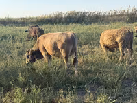 Touro, Swiss cattle — foto 8