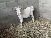 암염소, Nubian Goat — 사진 1