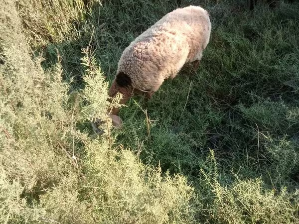 Beran, Arashan sheep