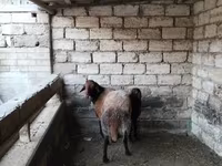 Wad, Sheep — sawirka 7