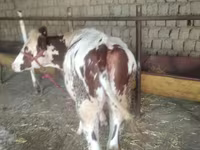 วัวตัวเมีย, Simmental cattle — รูปภาพ 1