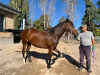 Kobyła, Thoroughbred horse — zdjęcie 3