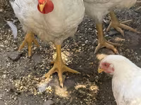 Chickens — عکس 6