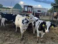 Boğa, Holstein ırkı — foto 4